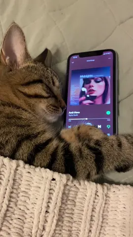 Rory’s playlist pt. 89 @Taylor Swift #antihero #taylorswift #erastour #spotify #music #cat #catsoftiktok 