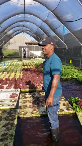 farming is therapeutic and the best way to start your weekend  is via farm tourism ,wee keep on learning  as farmers #deepwaterculture #lettucefarming #farming #ukulimasioushamba #viral_video#fyp 