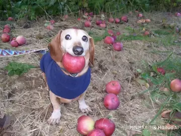 #ai #🐦 #🐦🐦🐦🐦🐦🐦🐦 #собака #dog #fyp  (dog was not hurt + vid is ai +fake hulk)