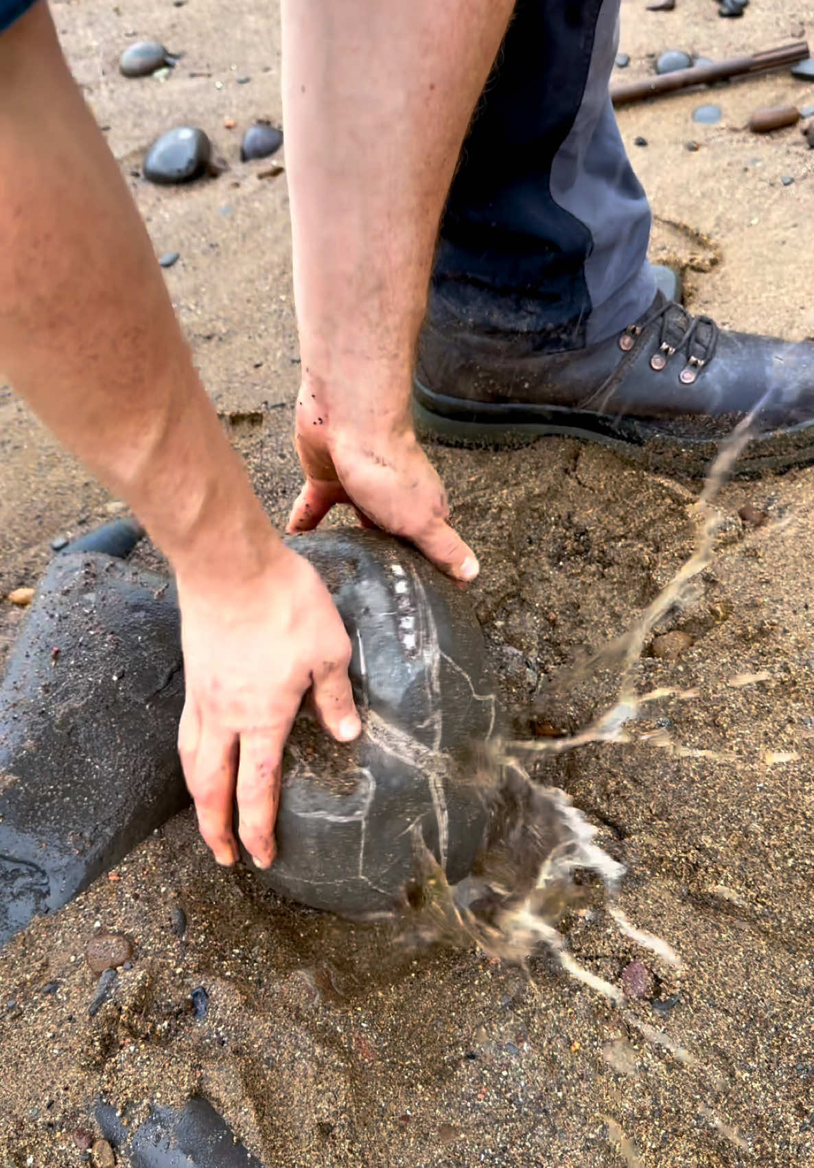 We found this stunning Hildoceras sp. ammonite! 😍 This fossil was beach-worn, just laid in the sand waiting to be picked up 🏝️ Upon opening it, the gorgeous suture patterns inside were revealed! 🦕 This specimen is around 185 million years old! 💀