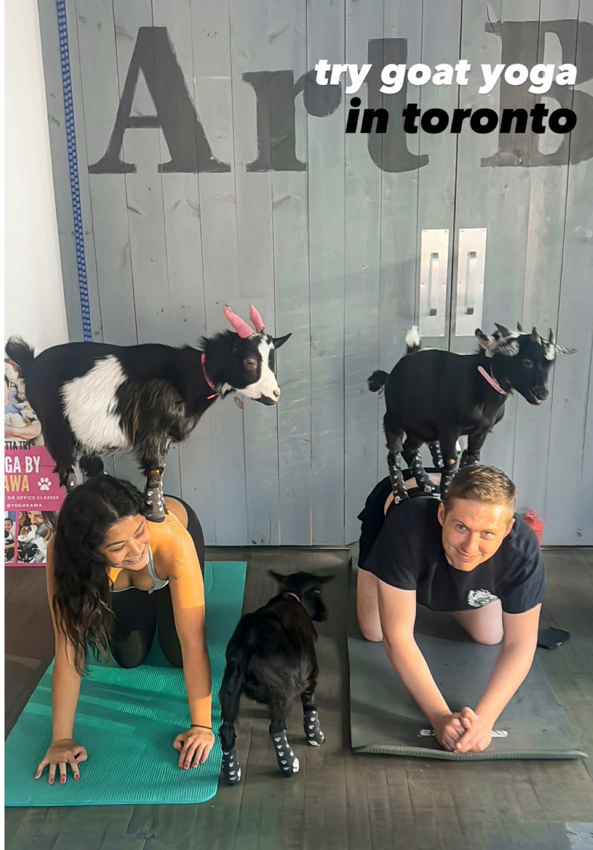 the most wonderfully chaotic experience 🐐🧘‍♀️👇🏻 Looking for a unique and memorable experience in the GTA? @yogakawa offers goat yoga experiences at different locations across the GTA We went to the one at bay/dundas in Toronto and had so much fun! The experience is about an hour long and starts with an introduction to the mini goats, a 20 minute yoga practice with the goats, then some time at the end to play with the goats 🐐 This is the perfect date idea or activity to do with friends/family!  Save and send this to a friend you want to try it with 👯‍♀️ Follow me for more recommendations on things to do/eat in Toronto ✨ . . . . . #goatyoga #thingstodointoronto #torontoactivities #torontofun #yogatoronto #greatertorontoarea  #torontocontentcreator #torontosmallbusiness #torontobusinesses #torontolife #torontobusinessowners