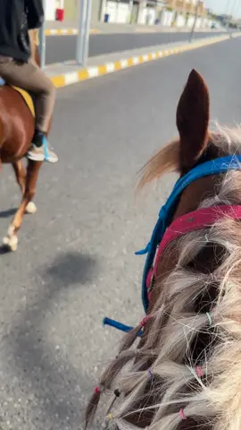 @الــنــاصري طال عمرك 39 #مالي_خلق_احط_هاشتاقات #تكريت_صلاح_الدين #الخيل_العربي_الاصيل #الخياله #مجمع_بيتي_تكريت 