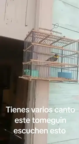 varios canto este tomeguin#cubanosporelmundo #cubanosenmiami #cuba ##cuba# #aves #tomeguines ##tomeguines #pájaros 