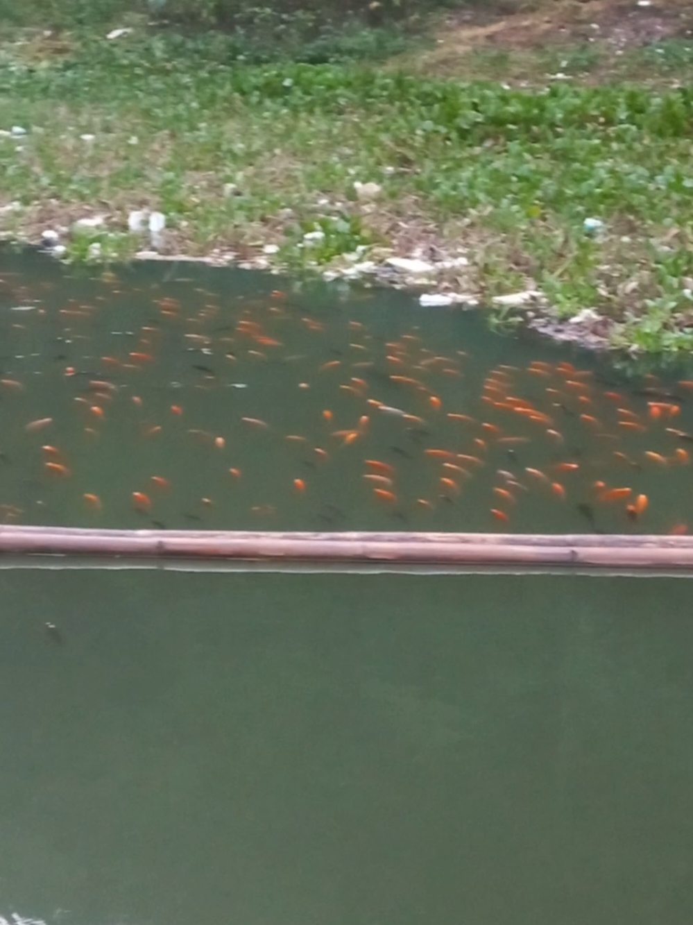 fishing mancingcirata  #mancing #mancingcirata #mancingcirataterbaru #mancingjatiluhur #mancingjatiluhurterbaru #mancingjatigede #mancingsaguling #fishing #fishinglife #fishingtiktoks #fishingtips #fishingtime #mancingmania #mancingmaniamantap #mancingmaniajogjakarta #mancingliar #mancingikan  #pyf #pyfツ #pyppppppppppppp #sorotan #sorotandunia #reel #reels #reels__tiktok 