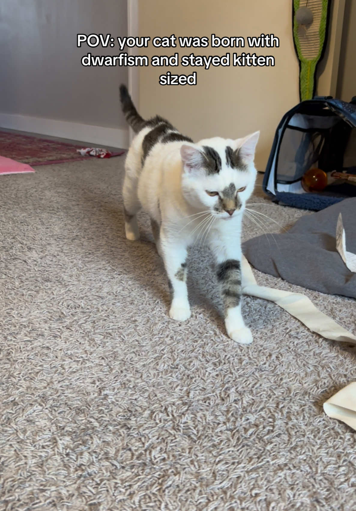 EDIT: I’ve received many mean comments. I assume some aren’t aware there are different kinds of dwarfism in cats or that angles change in every video. Yuna has pituitary dwarfism. It is a rare condition. She is 3.6lbs and mostly proportional. She has multipe internal problems it causes. Not all dwarf cats have super short legs, and a big head. 💕 She’s actually just holding an everstone #dwarfcat #catsoftiktok #felinedwarfism #tinycat #smallcat #tabbycat #specialneedscat #yunathedwarfcat #permakitten  