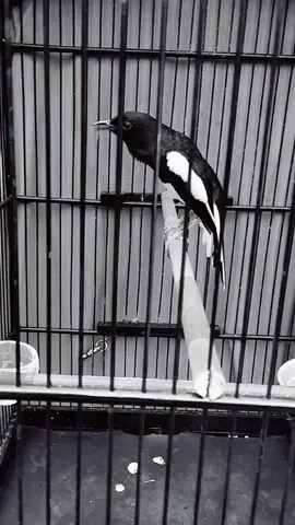 karma🥰🥰 #kacermanianusantara #kacer  #fyp #kicaupalembang #kacermania 