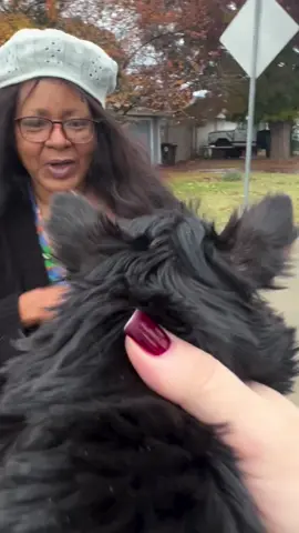 very Early in the morning delivery successfully #tiktok #teacupyorkie #poodles #florida #dallas #Illinois 