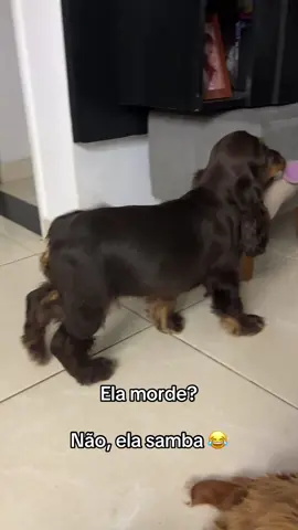 Gente, eu não aguento a lolly hahah! 😂 #cachorro #cachorros #cachorrosdotiktok #cachorrosengraçados #cachorrosfofos #cachorrosnotiktok #cachorrosdivertidos #cockerspaniel #dog #pets 