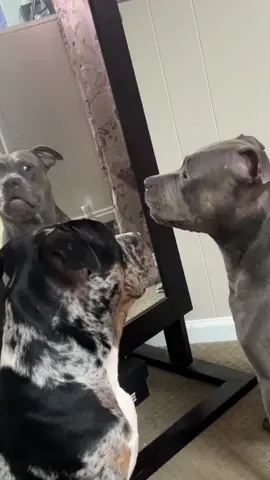 Dogs reaction to looking in the mirror 🤣🤣🤣#dog #cut #funny #funnyvideos #pets #dogsoftiktok 