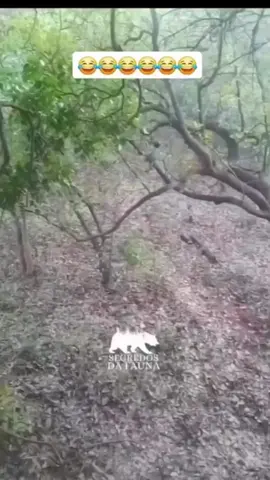 gajah ya lari,ular ya datang #hiburan #videolucu #funny 
