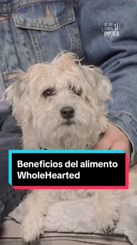 ¿Ya conoces todos los beneficios del alimento WholeHearted? 🐶🐱🐾 Se trata de una nutrición completa, con recetas formuladas con ingredientes naturales, balanceados e ideales para las necesidades de tu perro o gato. ✨ ¡Descubre más con nuestros expertos en tienda, recuerda que su salud comienza con un buen plato! Porque #LoQueComenSíImporta #PetcoMéxico #WholeHearted #croquetas #tipsparamascotas #dogs #dog #perros #perrosfelices #ilomydog #mascotassanas