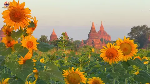 ပုဂံမှာနောက်ထပ် နေကြာပန်းတွေရှိတဲ့ နေရာလေးတစ်ခုကို လမ်းညွန်ပေးမယ် 🌻 နေရာကတော့ 👉 ညောင်လက်ဖက်ကန် Sunset ကုန်းအနီး ညောင်လက်ဖက်ကန်ကို မသိရင် Google Map ကနေ ရှာပီးသွားလို့ရတယ်  ဝင်ကြေးကတော့ ၁၀၀၀ ပါ​တဲ့နော် 🥰 #bagan  #foryou  #baganlover 