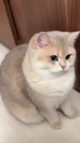 Pagi pagi udah kena omel saja 😿 #kucing #fyp #kucinglucu 