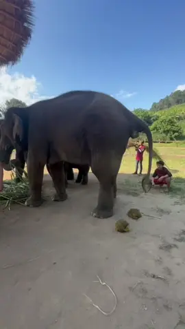 #ช้างน้อยน่ารัก #elephantpoo #LittleElephants #elephantsinchiangmai #ExcursionForElephants #ElephantsInChiangMai #ChiangMaiElephants 