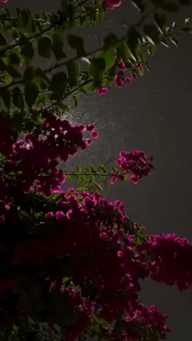 flowers and rain showers  #fypage #followformorevideo❤️❤️❤️ #asthetic #rainaesthetic #spring #flowrsandrain #aestheticvideos #thunderstorm #fypage #nightskywonders 