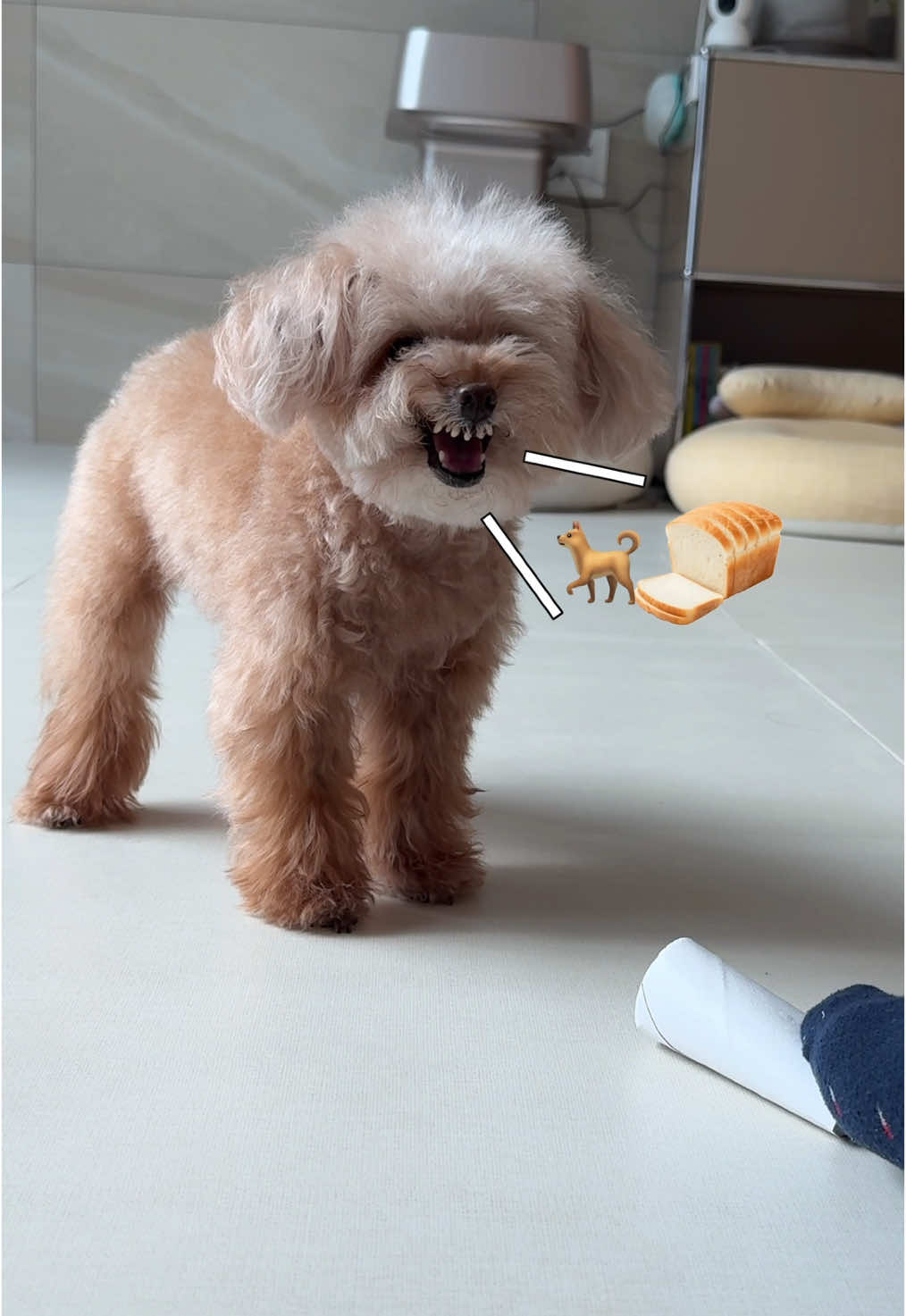 Normal people VS Dog owner #미소아라 #pet #foryou #misoara #미소아라티티 #dog 