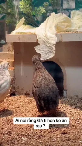 #garutin #nongtrai #minipetphanrang 