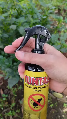 Semprotan pengusir tikus paling ampuh dengan formula khusus #semprotantikus #tuntassemprotanpengusirtikus 