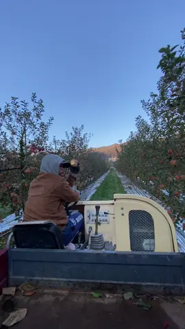 Chạy Siêu xe mui trần đi hái Táo 😂🚘🍎#xuhuong #korea #Táo 