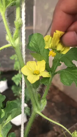 หลักสูตร| SMART Farmer ติดผลแล้ว เย้ๆๆ ทำธุรกิจแตงโมปลอดภัย ฝึกการผลิต  รอฝึกการตลาด  #เกษตรเพื่อสุขภาพและการประกอบการ #มหิดลนครสวรรค์ #smartfarmer 
