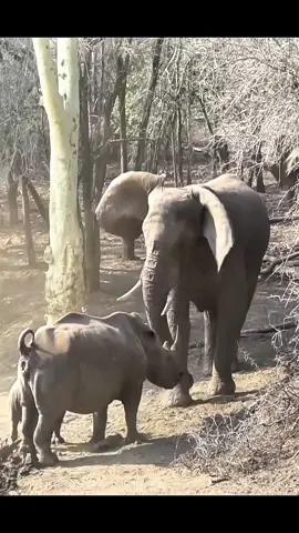 The survival battle of two giant animals#animal#elephant #rhino#