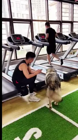 #dog #funnyvideo #fyp #foryoupage #foryou #foryou #xuhuong 