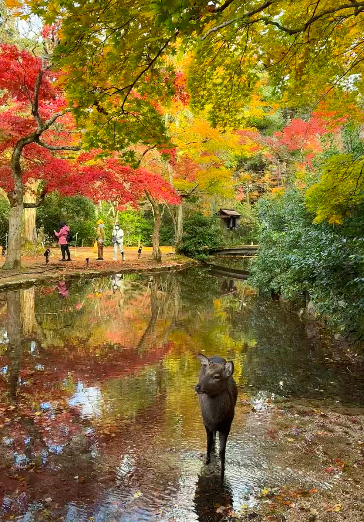 Miyajima Island. #miyajima #hiroshima #setouchi #japan #autumn #fyp #fyp #fypシ゚viral #animals #deer #autumnleaves #pond #waterfall