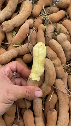 Me dốt Thái ù 1