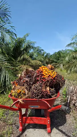 tongkrongan kami kebun sawit🫵🔥 #sawit #sawitontiktok #sawitbalap #sawitkalimantan #petanisawit #petanimuda #petaniindonesia🇮🇩🇮🇩🇮🇩🌿🌿 #petanimilenial #petanisukses #suksesbutuhproses #suksesmuda #fyp #foryoupage #masukberandafyp 