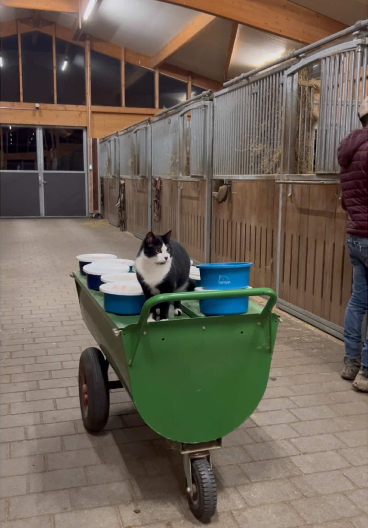 Gestern Abend gab es tatkräftige Unterstützung bei der Pferdefütterung.🐱✨🐴 #katze #cat #catlover #pferd #horse #füttern #funnycat #stable #stall #stablelife #equestrian #animalsoftiktok 