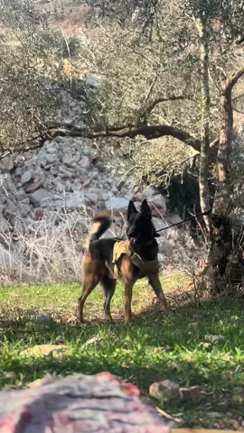 #كلاب_شرسة #كلاب_حراسة #الراعي_البلجيكي #كلاب_جيرمن_لونج_هير_شولاين #جيرمن_شيبرد_لونج_هير_بيور #جيرمن_شيبرد #اكسبلورexplore #foryou #الحبه_النادره #الشعب_الصيني_ماله_حل😂😂 #بلجيكي 