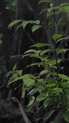 When it rains.🌧️#mentahan #mentahanvideo #aesthetic #story #sad #galaubrutal #fypage #apexel18xzoom 