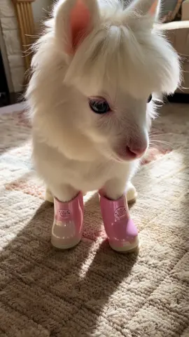 Tiny Pony's Fashion Show 👢