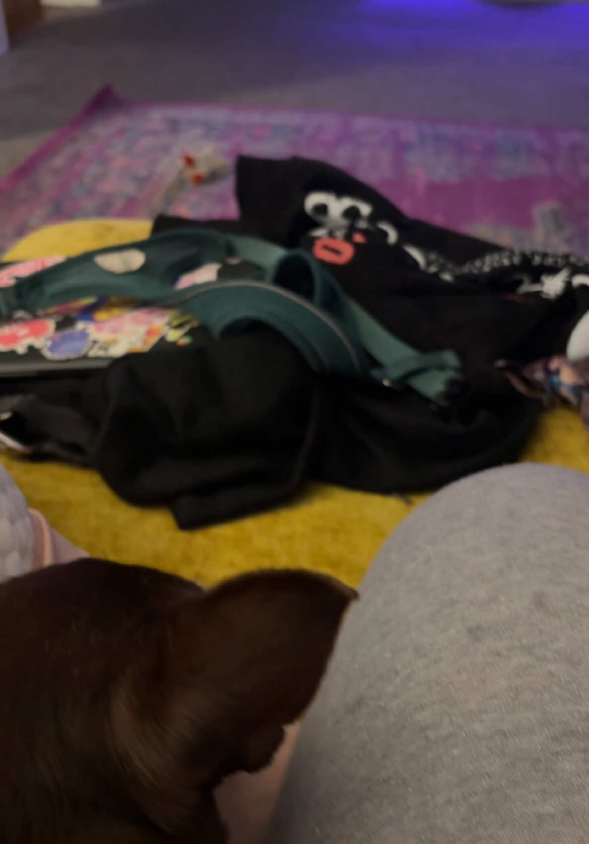 My dog loves the nonsense christmas special 😂 #nonsensechristmas #sabrinacarpenter #netflix #dog #dogsoftiktok #chihuahua #chihuahuastiktok #chihuahuas #chihuahualife 