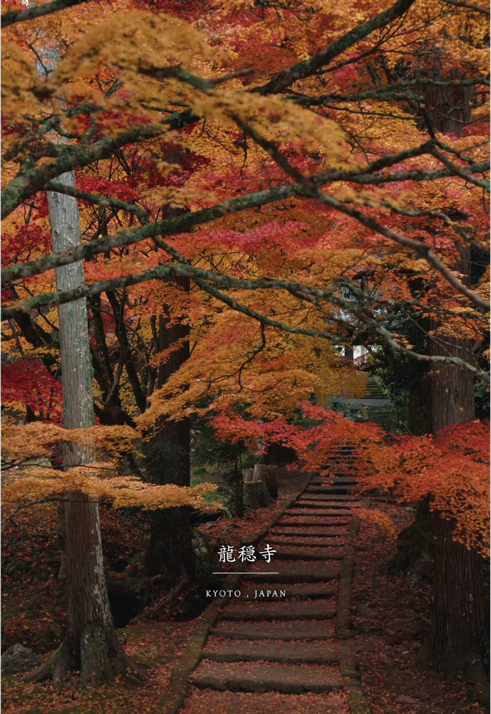 📍龍穏寺【京都】  Kyoto - Ryoonji 京都府南丹市。農村にたたずむ静かなお寺です。 参道の石段に落ちるモミジ。真っ赤に染まる風景が本当に美しいスポットです。 赤一色ではなく、黄色やオレンジなど様々な色に染まり、大きさも形も様々なモミジが見事です！ Nantan City, Kyoto Prefecture. This is a quiet temple nestled in a rural area. Maple leaves fall onto the stone steps of the approach to the temple. The bright red scenery is truly beautiful. The maples are not just red, but are dyed in various colors such as yellow and orange, and the various sizes and shapes of the maples are magnificent! More reels🎥: @howell.wakayama  I'm videographer in Wakayama, Japan ______________ #Japan #japantravel #japantrip #visitjapan #traveljapan  #京都 #kyoto #龍穏寺 #京都紅葉
