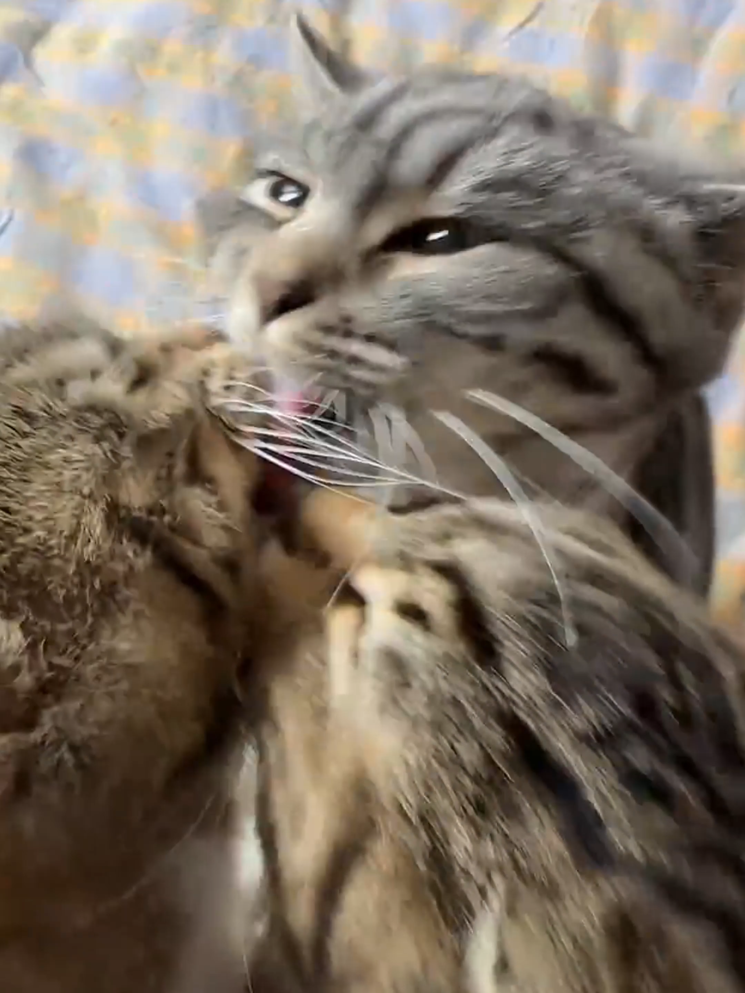 Lick each other #cat #catlover #catsoftiktok #pets #petslover #foru #fyp