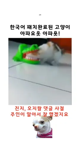 한국말 패치된 고양이 재미로만 봐주시고 오지랖, 악플은 자제 부탁 드립니다! 문제 시 DM 주시면 삭제조치 하도록 하겠습니다🙏 #웃긴짤 #웃긴영상 #코미디 #동물 #유머 #힐링 #귀여운 #고양이 #냥냥이