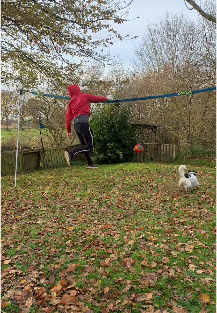 Mon chien fait de très belles passes au volley-ball ! 🏐 #volleyballislife #volleyballworld #volleyballgirls #dogsoftiktok #chien 