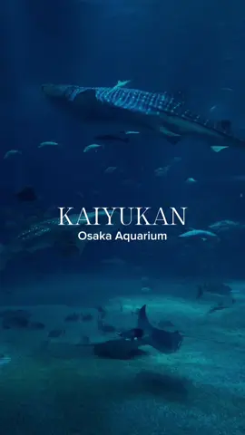 Fall in love. 🐋🐟 #japan #osaka #kaiyukan #japantravel #japantravel #fyp #foryou