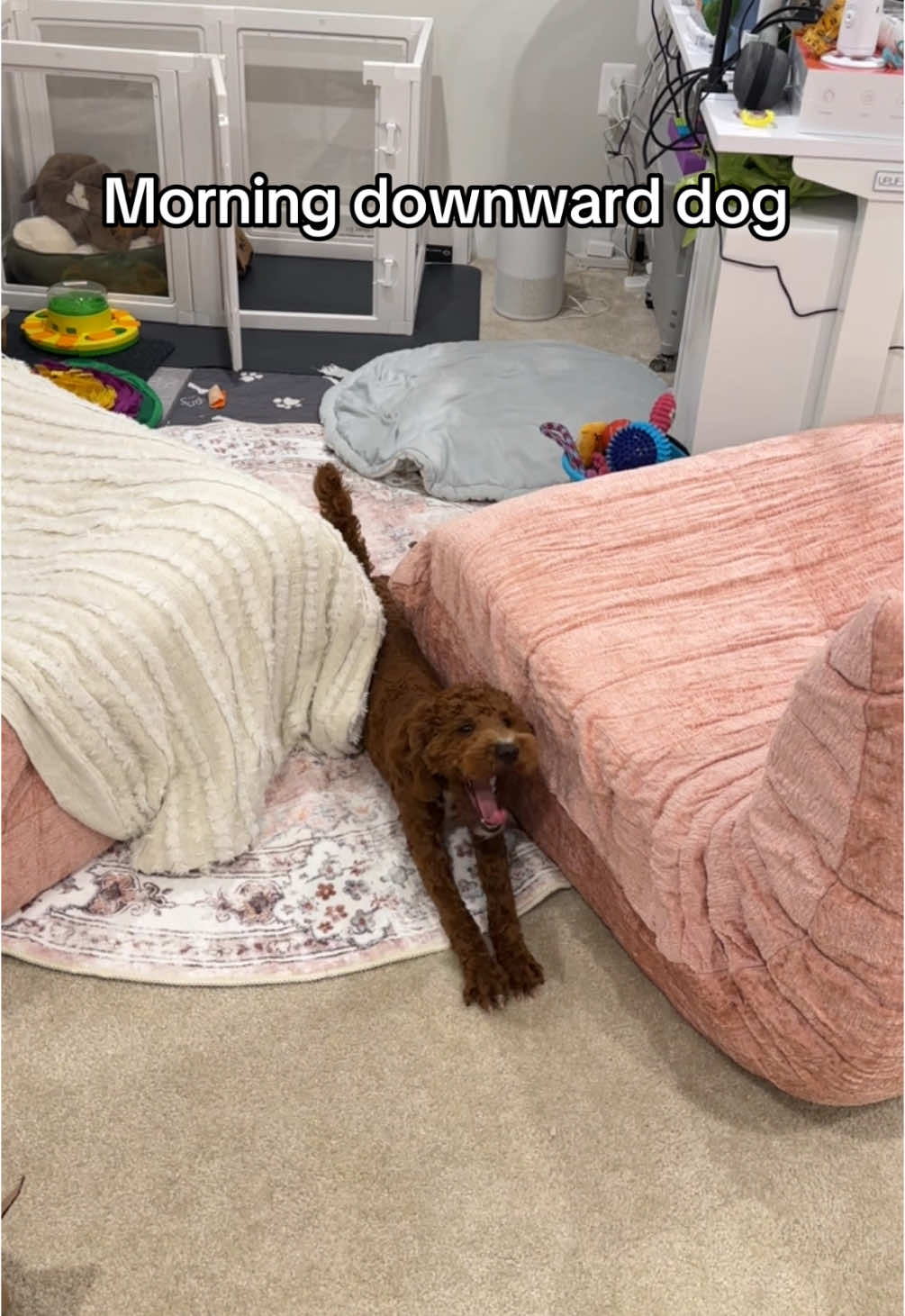 Watch our puppy levi do morning yoga #puppylife #dogsofttiktok #fypシ゚viral #downwarddog #minipoodle #puppylife #downwarddog #yoga 