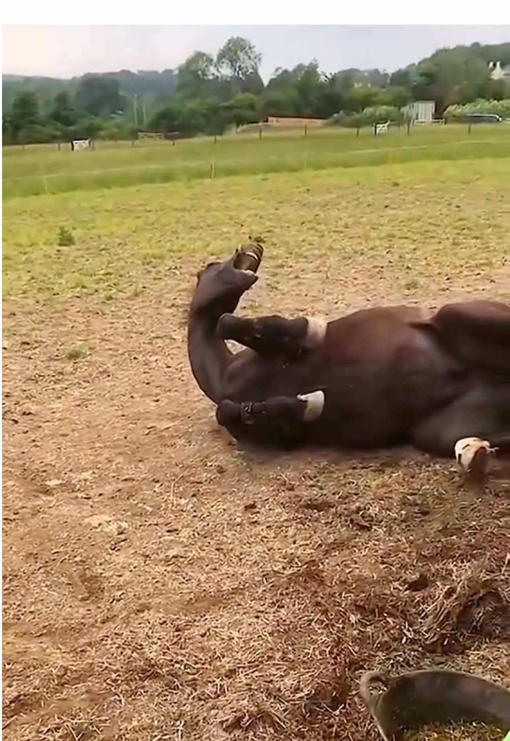 Você já viu convulsão em cavalo? O que fazer numa situação dessa? É de cortar o coração ver um animal tão imponente passando por isso, né? Mas saúde é algo indecifrável, acontece! #cavalo #saude #animal #horse #pecuaria 