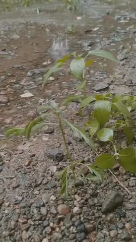 🥀 #simbokku #liriklagu  #doaterbaik #tetapsemangat #sadvibes 