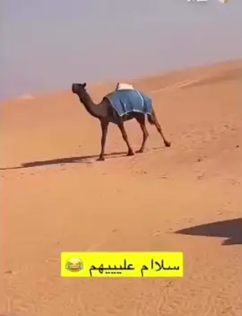#سنابي_بالبايو#ابن_لبدان#العاصوف#المري🤞🏻#هامات_الجزيره#عاصفه_المجاهيم#الصياهد#الظفره#مهرجان_قطر_للإبل#اكسبلور# 