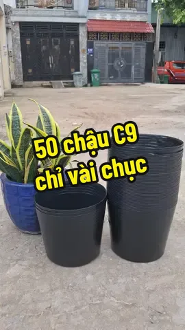 Chậu nhựa trồng cây ươm cây kt 22x16, combo 50 Chậu C9  chỉ vài chục nghìn  #chaunhuatrongcay #chaunhua #chautrongcay #phanboncay #xuhuong 