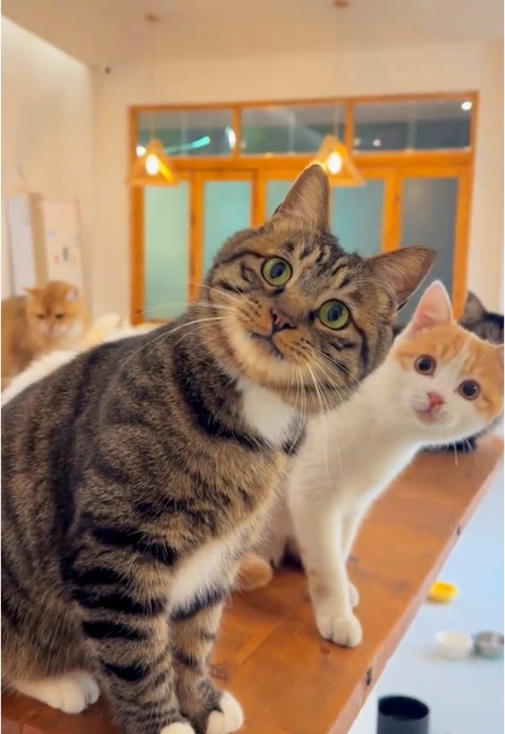 #cats #adorablecat #catlover #cutecat #catoftiktok #meow #funnycat #funnyvideos #kat #pet #cuteanimals 