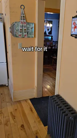 This will blow your mind. Wait for 2 seconds to see this amazing dog! #funnyvideo #funnymemes #funnyanimals #funnydog #funnydogs #funnydogsoftiktok #dexterdogouray 