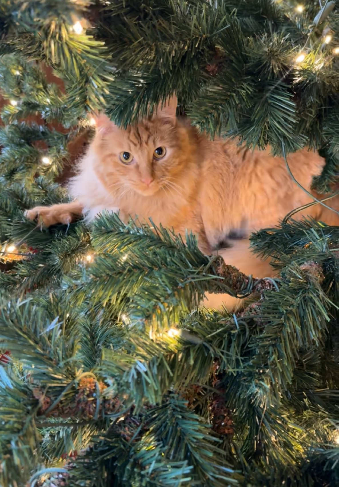 He practically has moved in the tree! #christmastree #cats #orangecat #orangecatbehavior #orangecatsoftiktok #mainecoon #christmastime #catsinchristmas #funnyvideos #fyp #fypviral