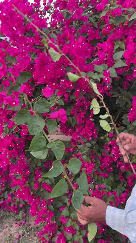 #اشجار_منزلية #اشجار_زينه #زراعة_الاسطح #الجهنمية #بلجرشي_الباحه #الباحة_بلجرشي_أبها_المخواة_بيشه #المخواة_تهامة #بيشه_ابها_عسير #الباحة_الجنوب #الباحة_غامد_زهران 