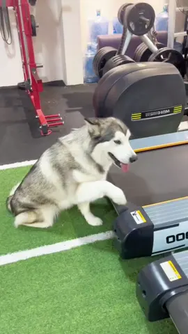 #dog #funnyvideo #fyp #foryoupage #foryou #xuhuong 