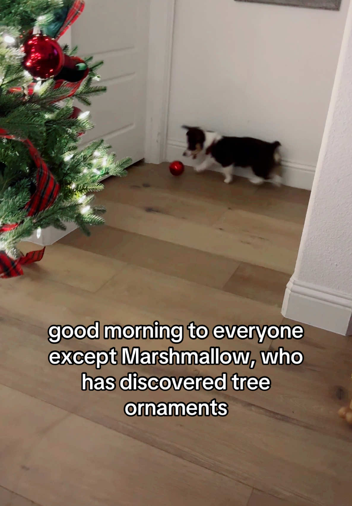Left the obnoxious original ornament smacking the floor sound for yall! Not featured: her jumping into my coffee this morning and landing her entire leg in my cup. #morningswithmomo #corgisoftiktok #pembrokewelshcorgi #welshcorgi #welshcorgipembroke #corgipuppy #marshmallow 